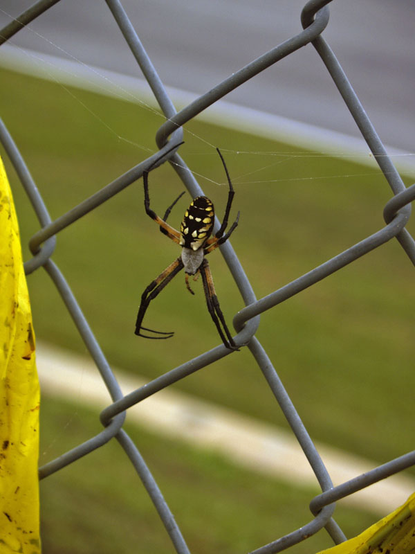 Golden orb spider